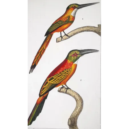 Gold-Enhanced Jacamars – Prêtre Antique Engraving