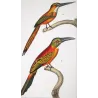 Green-tailed Jacamar Birds (*Galbula jacamarici*) Original hand-colored engraving by Prêtre (c.1835)