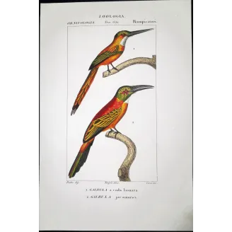 Gold-Enhanced Jacamars – Prêtre Antique Engraving