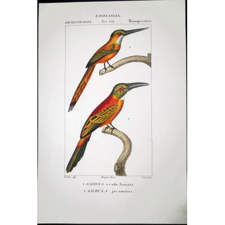 Gold-Enhanced Jacamars – Prêtre Antique Engraving