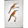 Green-tailed Jacamar Birds (*Galbula jacamarici*) Original hand-colored engraving by Prêtre (c.1835)