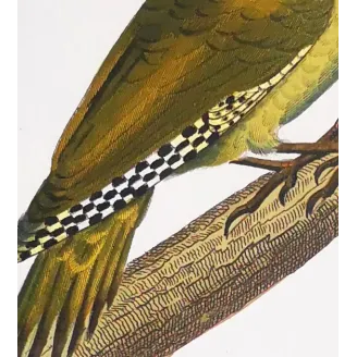 European Green Woodpecker & Wryneck – Prêtre Engraving