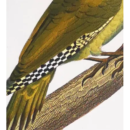 European Green Woodpecker & Wryneck – Prêtre Engraving