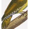 Greater Bird-of-Paradise (*Paradisaea apoda*) - Common Hill Myna (*Gracula religiosa*) Original engraving by Prêtre (c.1835)