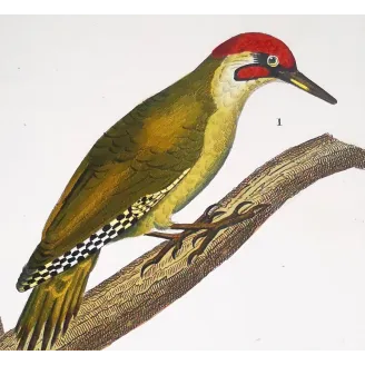 European Green Woodpecker & Wryneck – Prêtre Engraving