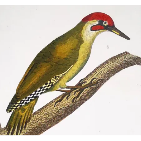 European Green Woodpecker & Wryneck – Prêtre Engraving
