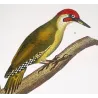 Greater Bird-of-Paradise (*Paradisaea apoda*) - Common Hill Myna (*Gracula religiosa*) Original engraving by Prêtre (c.1835)