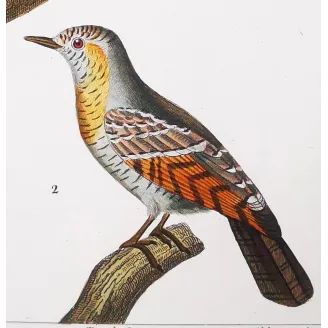 European Green Woodpecker & Wryneck – Prêtre Engraving