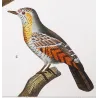Greater Bird-of-Paradise (*Paradisaea apoda*) - Common Hill Myna (*Gracula religiosa*) Original engraving by Prêtre (c.1835)