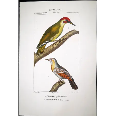 European Green Woodpecker & Wryneck – Prêtre Engraving