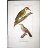 Greater Bird-of-Paradise (*Paradisaea apoda*) - Common Hill Myna (*Gracula religiosa*) Original engraving by Prêtre (c.1835)