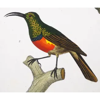 Scarlet Melliretto & Gold Cinnyris – Prêtre Engraving