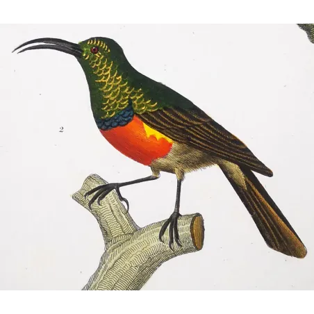 Scarlet Melliretto & Gold Cinnyris – Prêtre Engraving