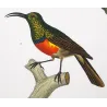 Scarlet Honeycreeper (*Drepanis coccinea*) - Red-chested Sunbird (*Cinnyris erythrocercus*) Original engraving by Prêtre (c1835)