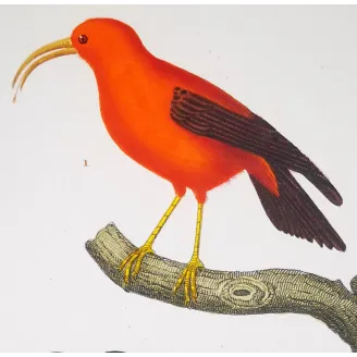 Scarlet Melliretto & Gold Cinnyris – Prêtre Engraving