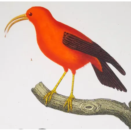Scarlet Melliretto & Gold Cinnyris – Prêtre Engraving