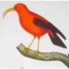 Scarlet Honeycreeper (*Drepanis coccinea*) - Red-chested Sunbird (*Cinnyris erythrocercus*) Original engraving by Prêtre (c1835)