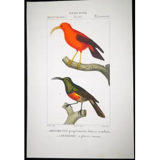 Scarlet Melliretto & Gold Cinnyris – Prêtre Engraving