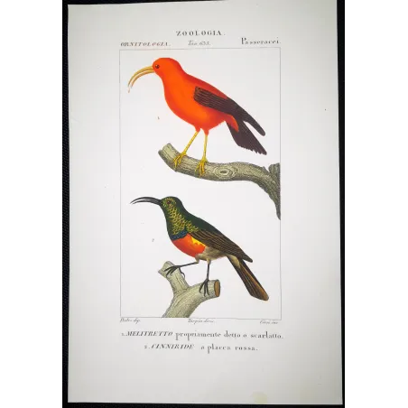 Scarlet Melliretto & Gold Cinnyris – Prêtre Engraving