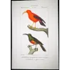 Scarlet Honeycreeper (*Drepanis coccinea*) - Red-chested Sunbird (*Cinnyris erythrocercus*) Original engraving by Prêtre (c1835)