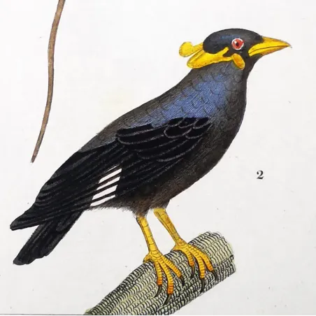Red Bird of Paradise & Javan Myna – Prêtre Engraving