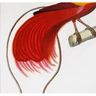 Red Bird of Paradise & Javan Myna – Prêtre Engraving