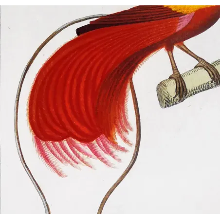 Red Bird of Paradise & Javan Myna – Prêtre Engraving