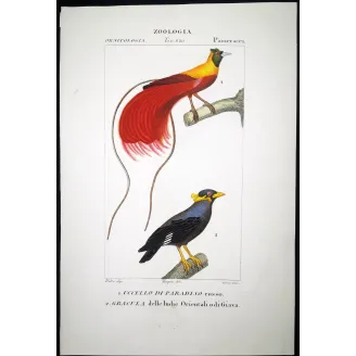 Red Bird of Paradise & Javan Myna – Prêtre Engraving
