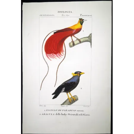 Red Bird of Paradise & Javan Myna – Prêtre Engraving