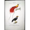 European Green Woodpecker (*Picus viridis*) and Eurasian Wryneck (*Jynx torquilla*) Original engraving by Prêtre (c.1835)