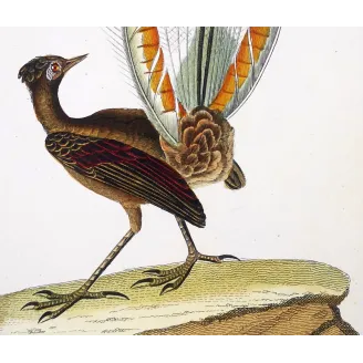 Antique Bird Engraving – Pierre Antoine Prêtre – Lyrebird