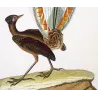 Lyrebird (*Menura superba*) Original hand-colored engraving by Prêtre (c.1835)