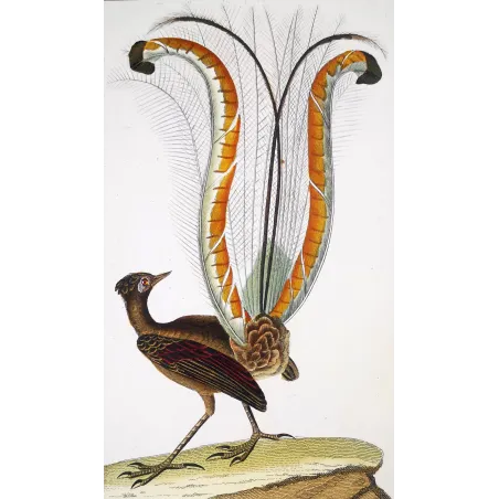 Antique Bird Engraving – Pierre Antoine Prêtre – Lyrebird