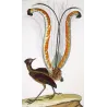 Lyrebird (*Menura superba*) Original hand-colored engraving by Prêtre (c.1835)