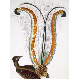 Antique Bird Engraving – Pierre Antoine Prêtre – Lyrebird
