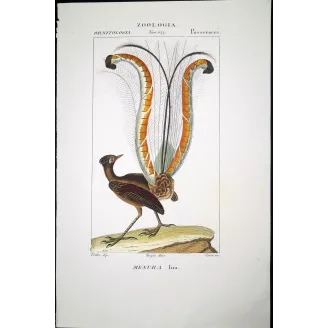 Antique Bird Engraving – Pierre Antoine Prêtre – Lyrebird