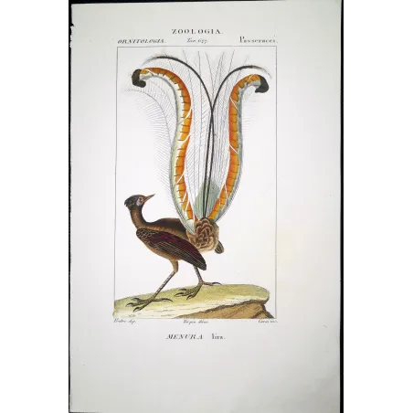 Antique Bird Engraving – Pierre Antoine Prêtre – Lyrebird