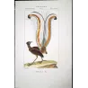 Lyrebird (*Menura superba*) Original hand-colored engraving by Prêtre (c.1835)