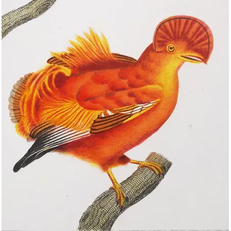 Cock of the Rock & Pipra – Prêtre Antique Engraving