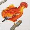 Cock-of-the-rock (*Rupicola rupicola*) and Manakin (*Pipra spp.*) Original hand-colored engraving by Prêtre (c.1835)