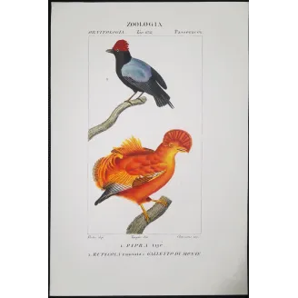 Cock of the Rock & Pipra – Prêtre Antique Engraving