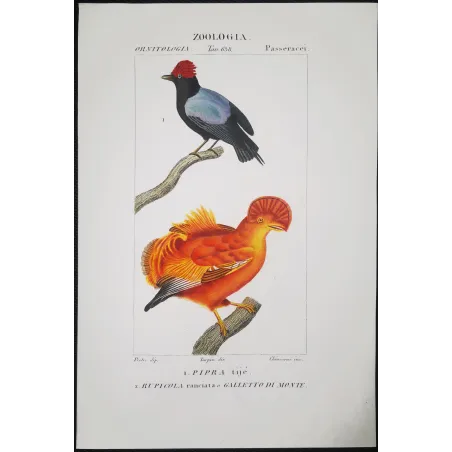 Cock of the Rock & Pipra – Prêtre Antique Engraving