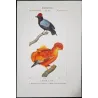 Cock-of-the-rock (*Rupicola rupicola*) and Manakin (*Pipra spp.*) Original hand-colored engraving by Prêtre (c.1835)