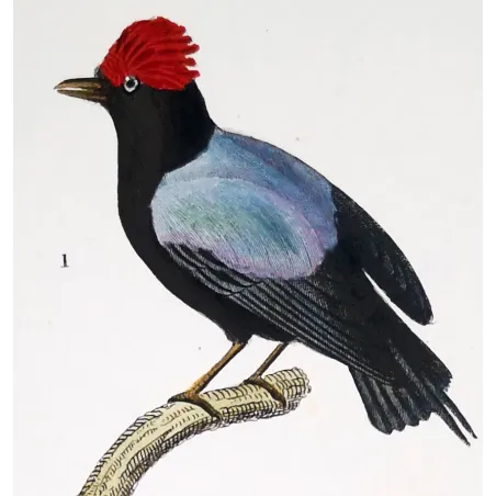 Cock of the Rock & Pipra – Prêtre Antique Engraving