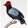Cock-of-the-rock (*Rupicola rupicola*) and Manakin (*Pipra spp.*) Original hand-colored engraving by Prêtre (c.1835)