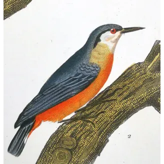 Antique Print by Pierre Antoine Prêtre – Common Starling (Sturnus vulgaris)