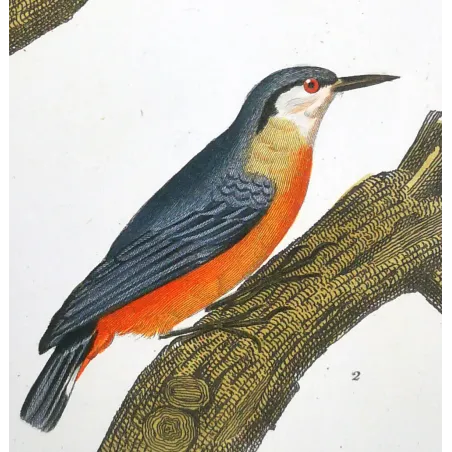 Antique Print by Pierre Antoine Prêtre – Common Starling (Sturnus vulgaris)