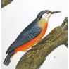 Common Starling (*Sturnus vulgaris*) - Wallcreeper (*Tichodroma muraria*) Original hand-colored Antique Print by Prêtre (c.1835)