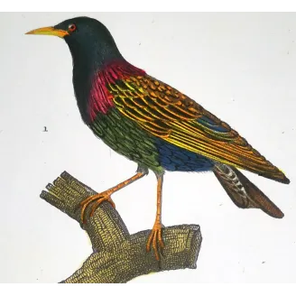 Antique Print by Pierre Antoine Prêtre – Common Starling (Sturnus vulgaris)