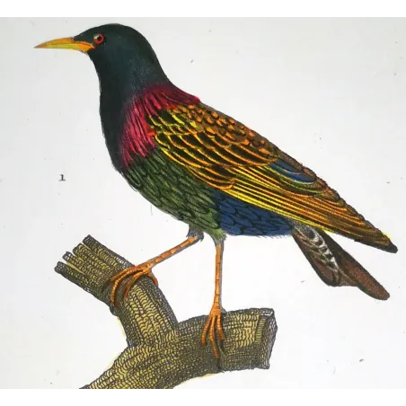 Antique Print by Pierre Antoine Prêtre – Common Starling (Sturnus vulgaris)